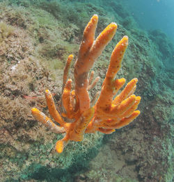 View of fish swimming in sea