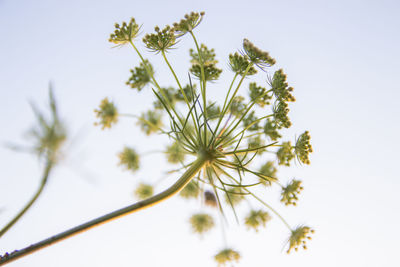 Low angle view of flowering plant against white background