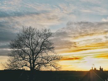 Silhouette of trees at sunset