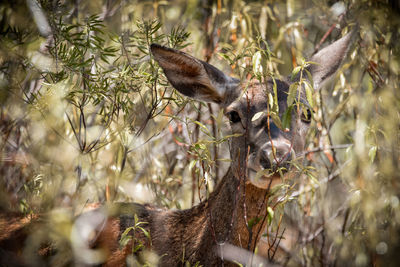 Deer in a field