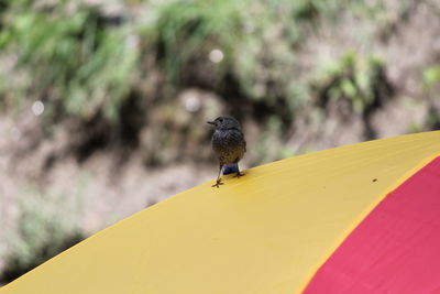 Close-up of bird perching on yellow flower