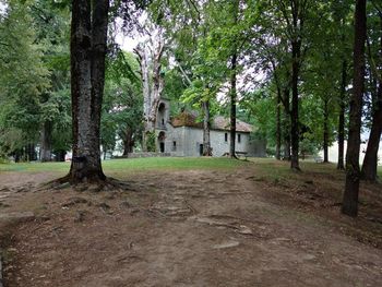 Trees on field in park