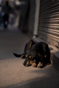 Dog sleeping on footpath