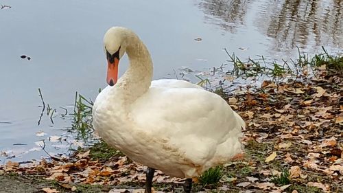 Swan swimming in lake