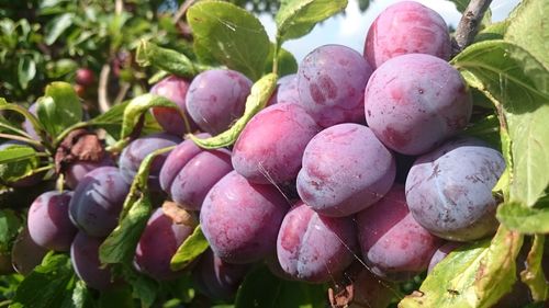 Close-up of berries growing on plant