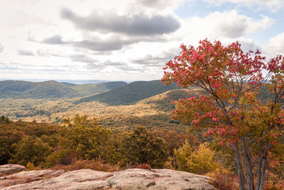 Trees on landscape against sky during autumn