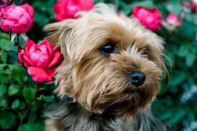 Close-up portrait of dog