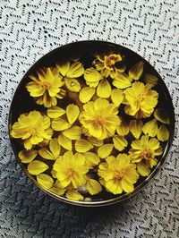 High angle view of yellow flowering plant