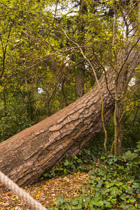 Trees in forest