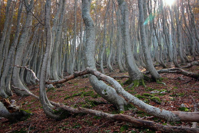 View of trees in forest