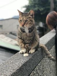 Close-up portrait of cat sitting outdoors