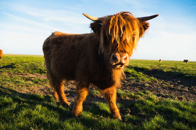 Horse standing on field against sky