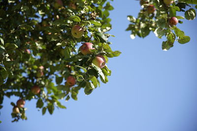 Low angle view of berries growing on tree against sky