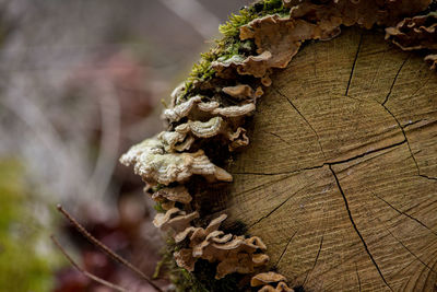 Close-up of plant