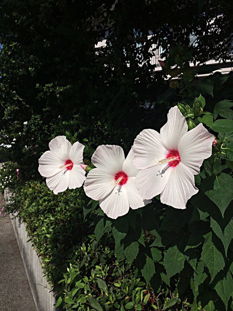 flower, freshness, petal, growth, fragility, flower head, beauty in nature, white color, blooming, nature, blossom, pink color, leaf, in bloom, park - man made space, tree, plant, stamen, day, pollen