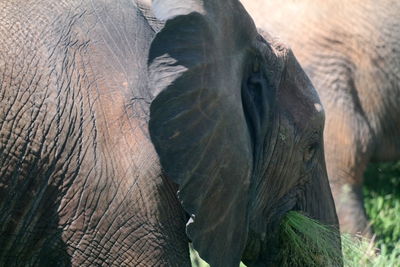 Close-up of elephant