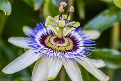 Close-up of purple flower in bloom