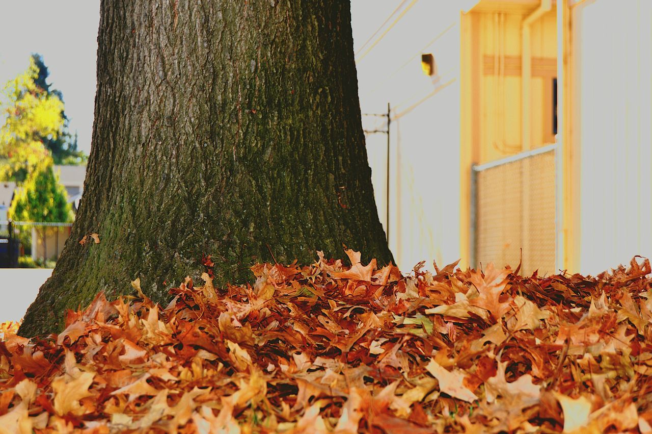 autumn, building exterior, leaf, built structure, architecture, change, season, dry, tree, low angle view, growth, nature, plant, sky, day, outdoors, wall - building feature, leaves, sunlight, house