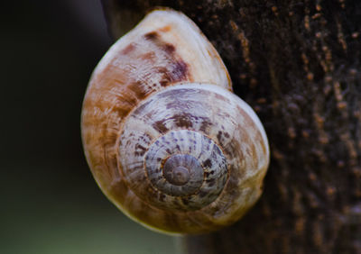 Close-up of snail