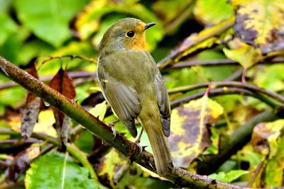 Close-up of bird perching on branch