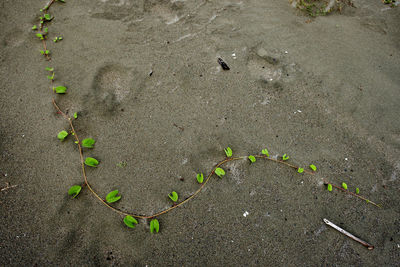 High angle view of birds on sand