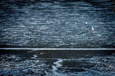 High angle view of bird on snow covered land