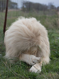 Close-up of dog on field