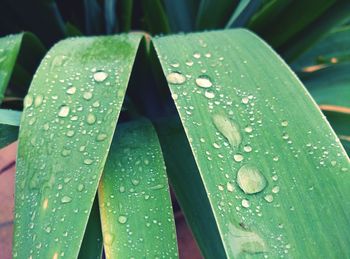 Close-up of water drops on leaf