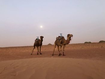 Horses in a desert