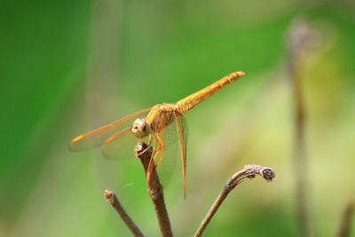 Close-up of damselfly on plant