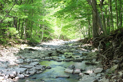 Stream flowing through forest