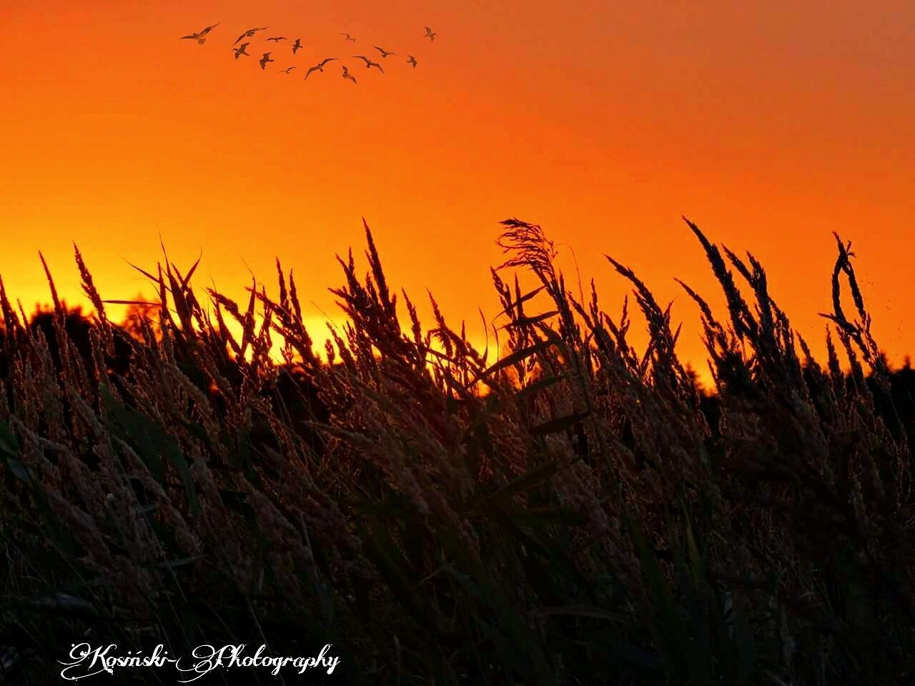 SCENIC VIEW OF SUNSET