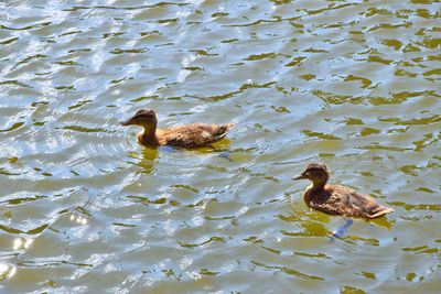 High angle view of mallard duck swimming on lake