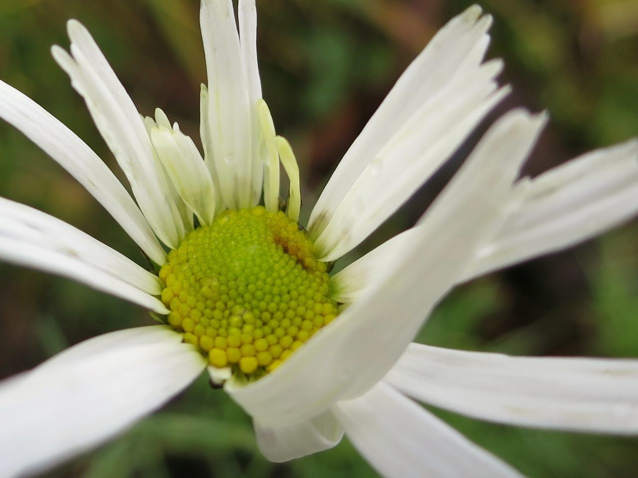 Close Up Daisy in the beginning of November , mild Climate .