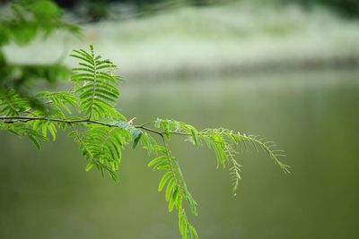 Close-up of fern leaves on tree