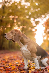 Close-up of dog looking away