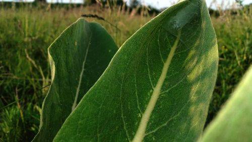 Close-up of plant