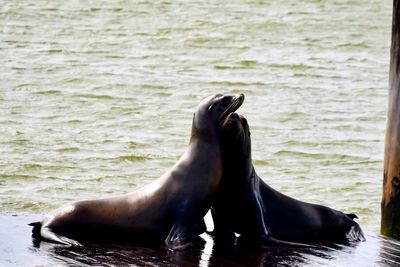 High angle view of sea lion