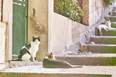 Cat sitting on staircase outside building