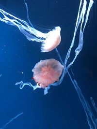 Jellyfish swimming in sea