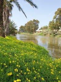 Scenic view of lake by plants against sky