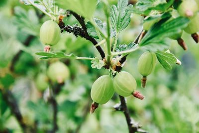 Close-up of berries on plant