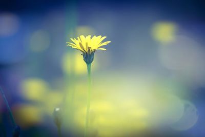 Close-up of yellow flower blooming in field