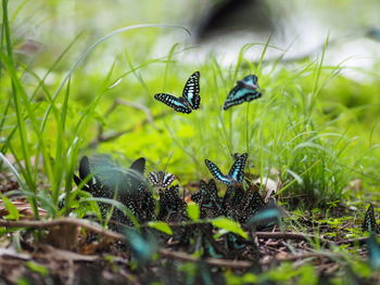 Close-up of butterfly on grass