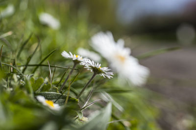 Close-up of white flowering plant on field