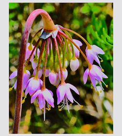 Close-up of pink flowers