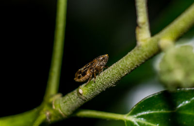 Close-up of lizard on plant