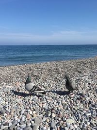 Pigeons on beach