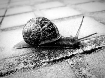 Close-up of snail