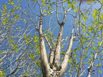 Low angle view of bare tree against blue sky